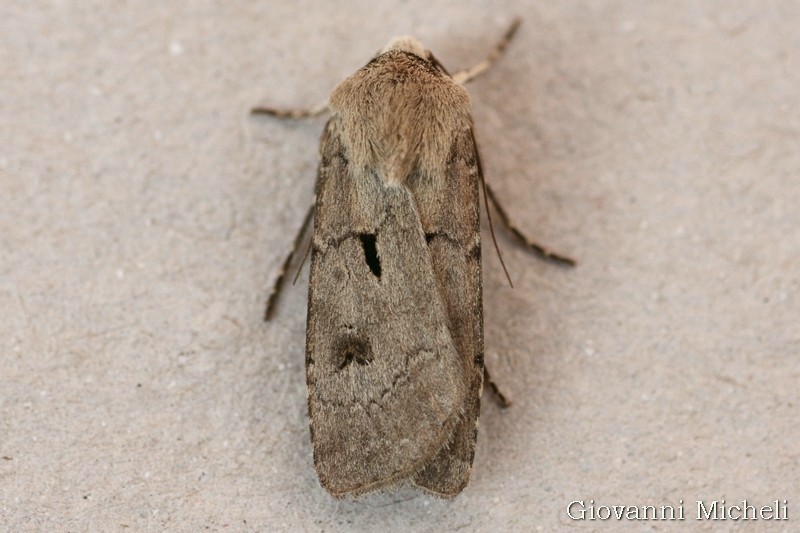 Agrotis exclamationis